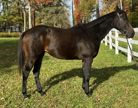 Ameliorate (Mel), 5yo Thoroughbred mare, 16.0hh