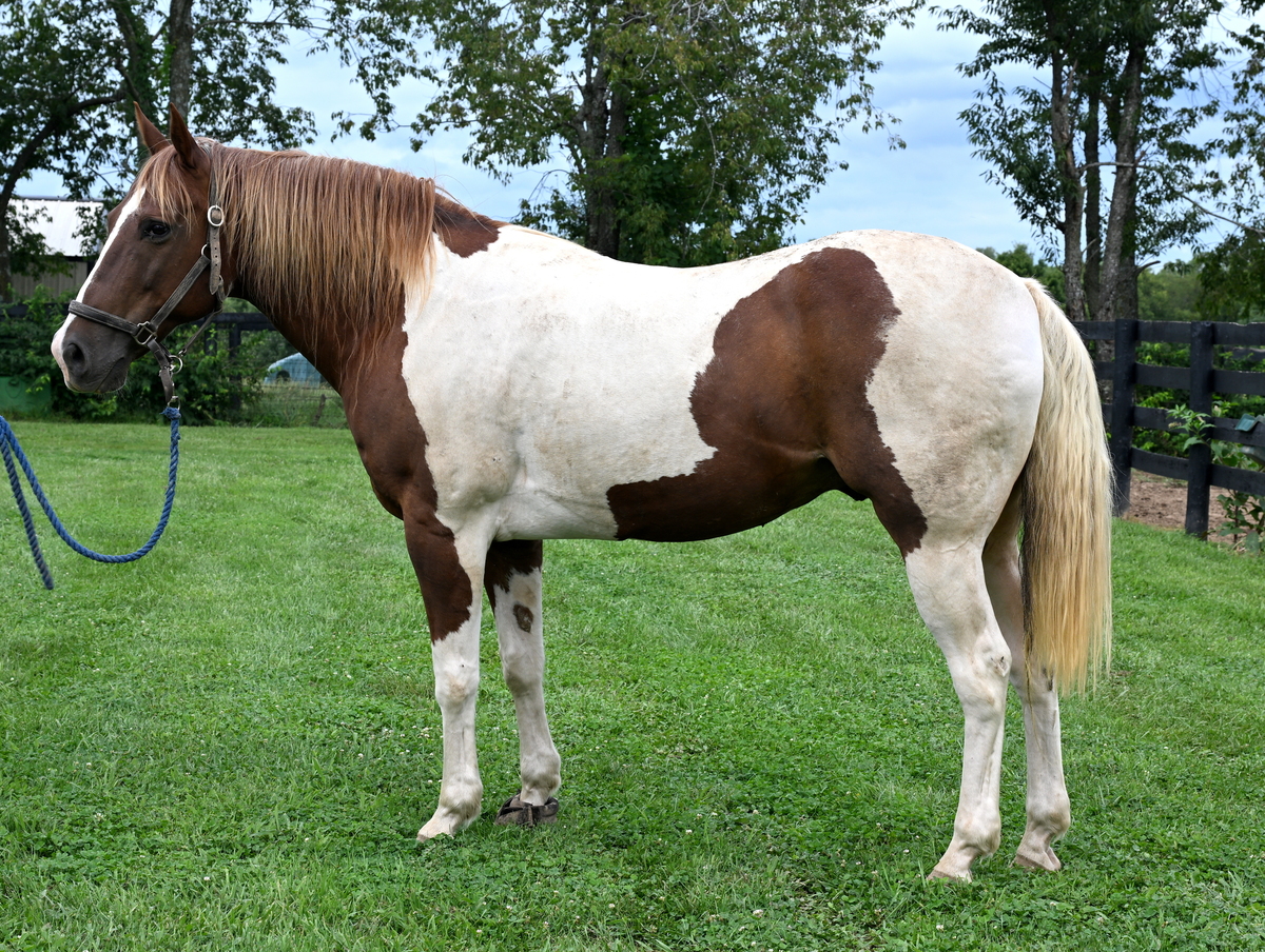 Dakota, 13yo Pinto/American Paint Horse gelding, 15.3hh