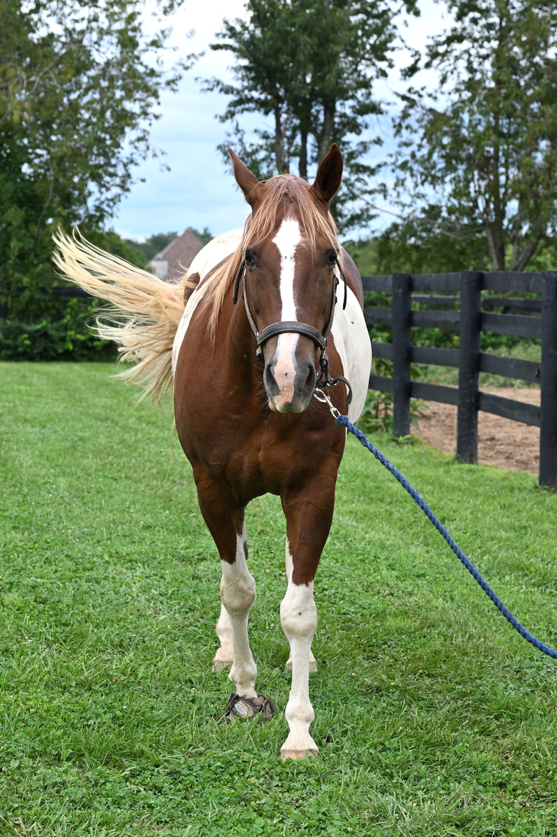 Dakota, 13yo Pinto/American Paint Horse gelding, 15.3hh