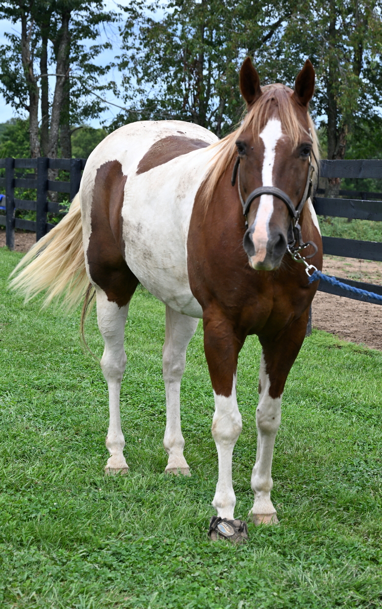 Dakota, 13yo Pinto/American Paint Horse gelding, 15.3hh