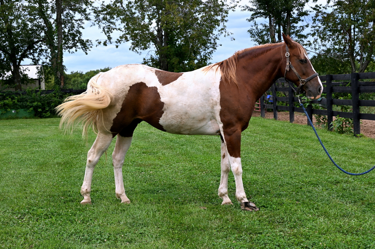 Dakota, 13yo Pinto/American Paint Horse gelding, 15.3hh