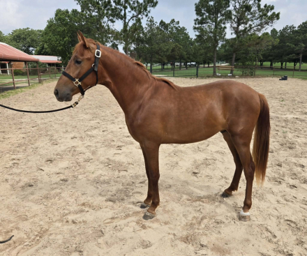 Panadero JP, 2yo Andalusian colt, 15.2hh