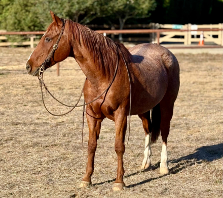 RANGER, 15yo AQHA Quarter Horse gelding, 14.3hh