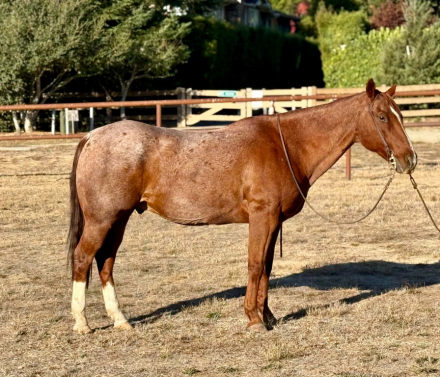 RANGER, 15yo AQHA Quarter Horse gelding, 14.3hh
