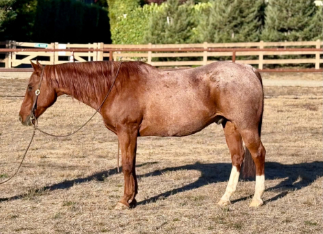 RANGER, 15yo AQHA Quarter Horse gelding, 14.3hh