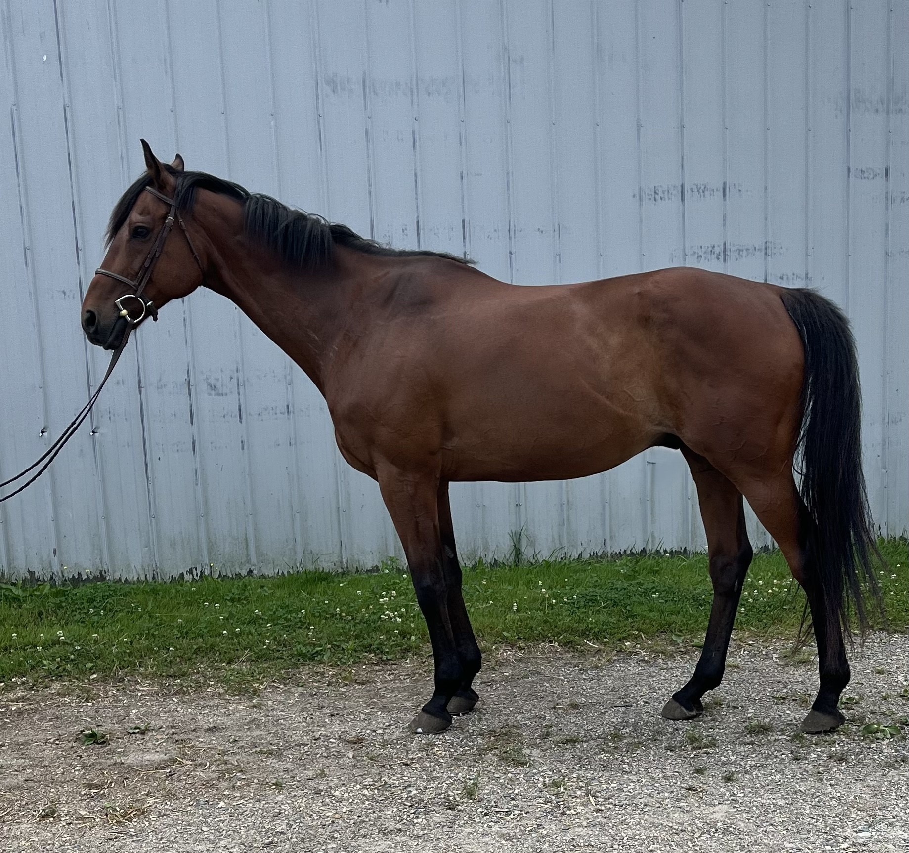 Mick, 11yo Thoroughbred gelding, 16.1hh