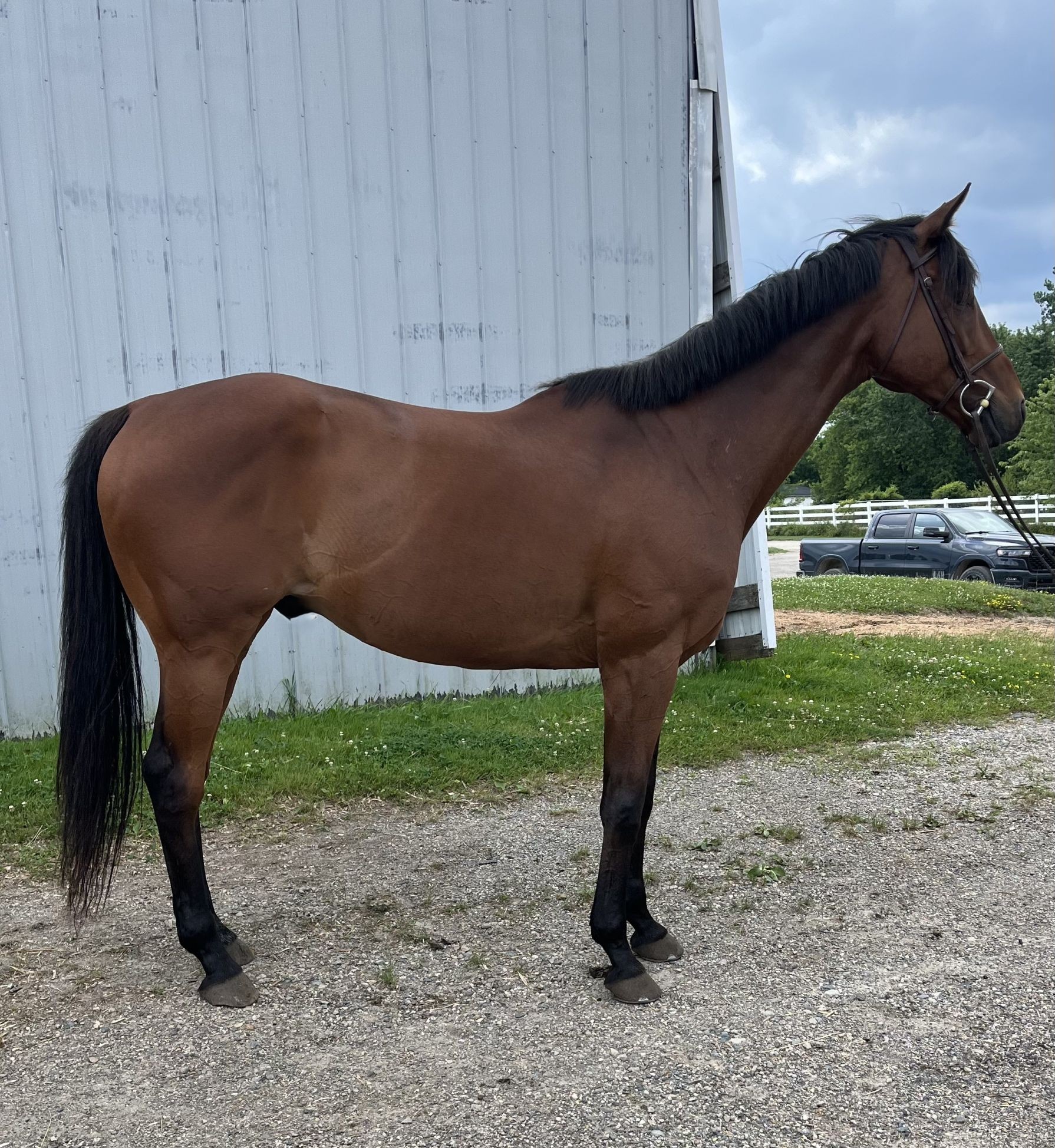 Mick, 11yo Thoroughbred gelding, 16.1hh