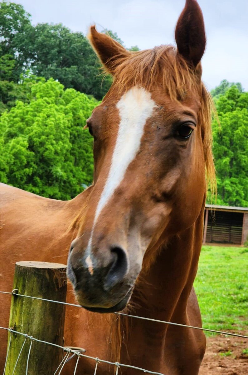 Lucky Shot, 28yo Thoroughbred mare, 15.2hh