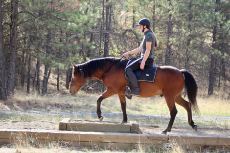 Sunny, 8yo Pony gelding, 13.3hh