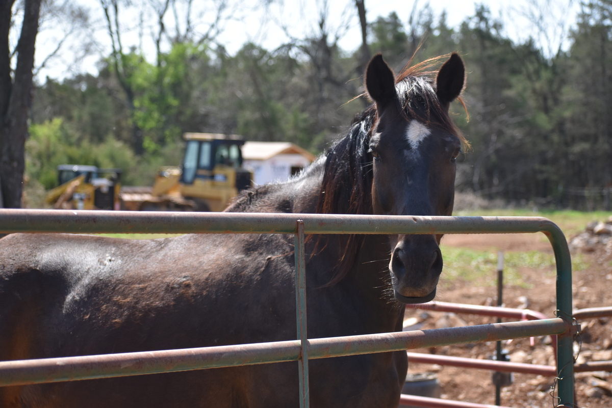 Allegra, 12yo Thoroughbred mare, 15.1hh