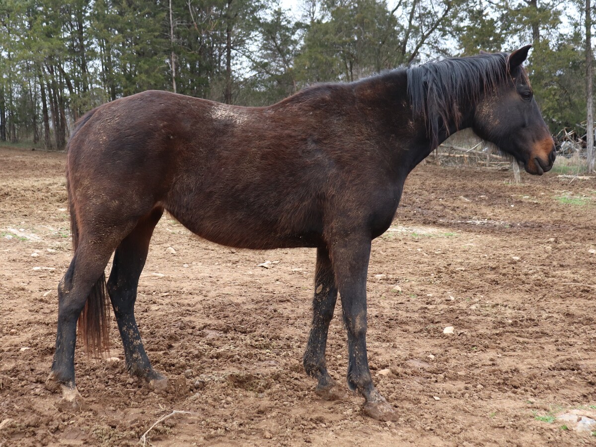 Allegra, 12yo Thoroughbred mare, 15.1hh