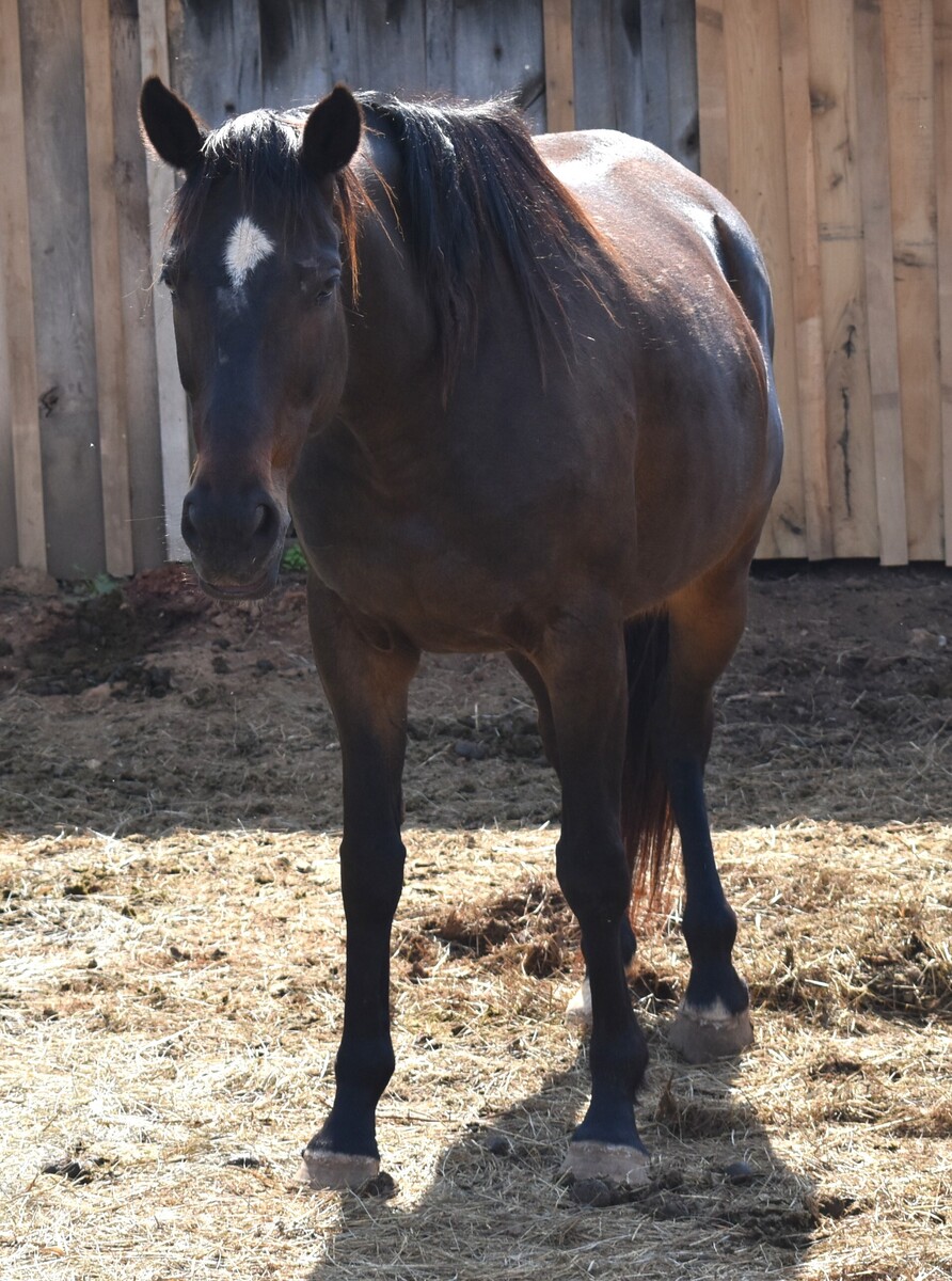 Allegra, 12yo Thoroughbred mare, 15.1hh