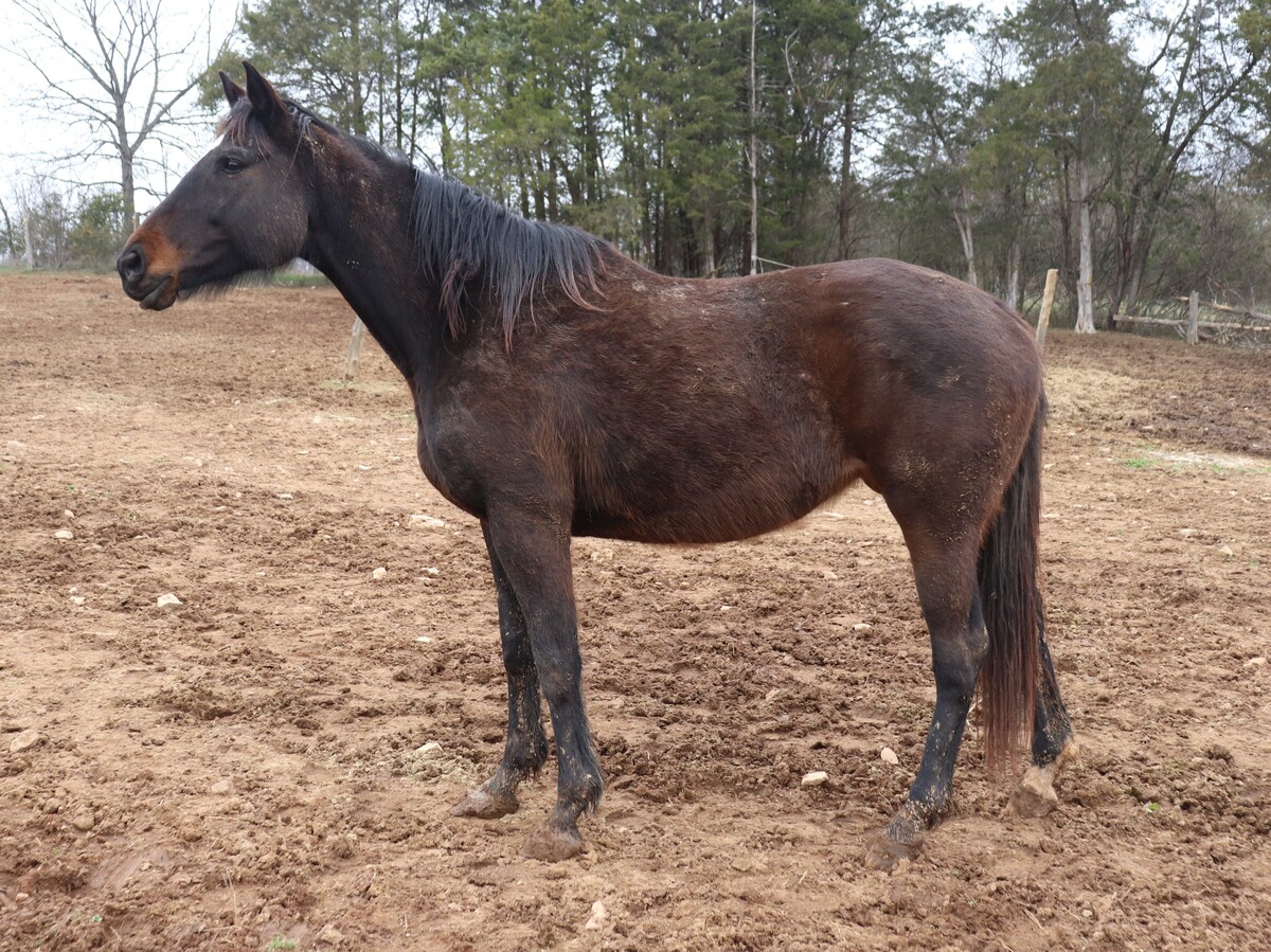 Allegra, 12yo Thoroughbred mare, 15.1hh