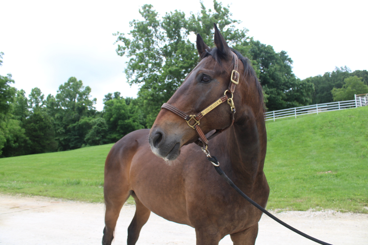 Major, 17yo American Quarter Horse gelding, 16.0hh