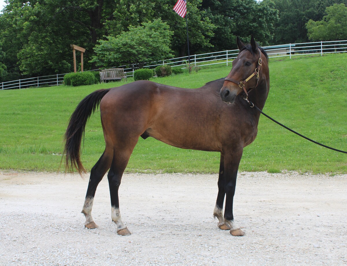 Major, 17yo American Quarter Horse gelding, 16.0hh