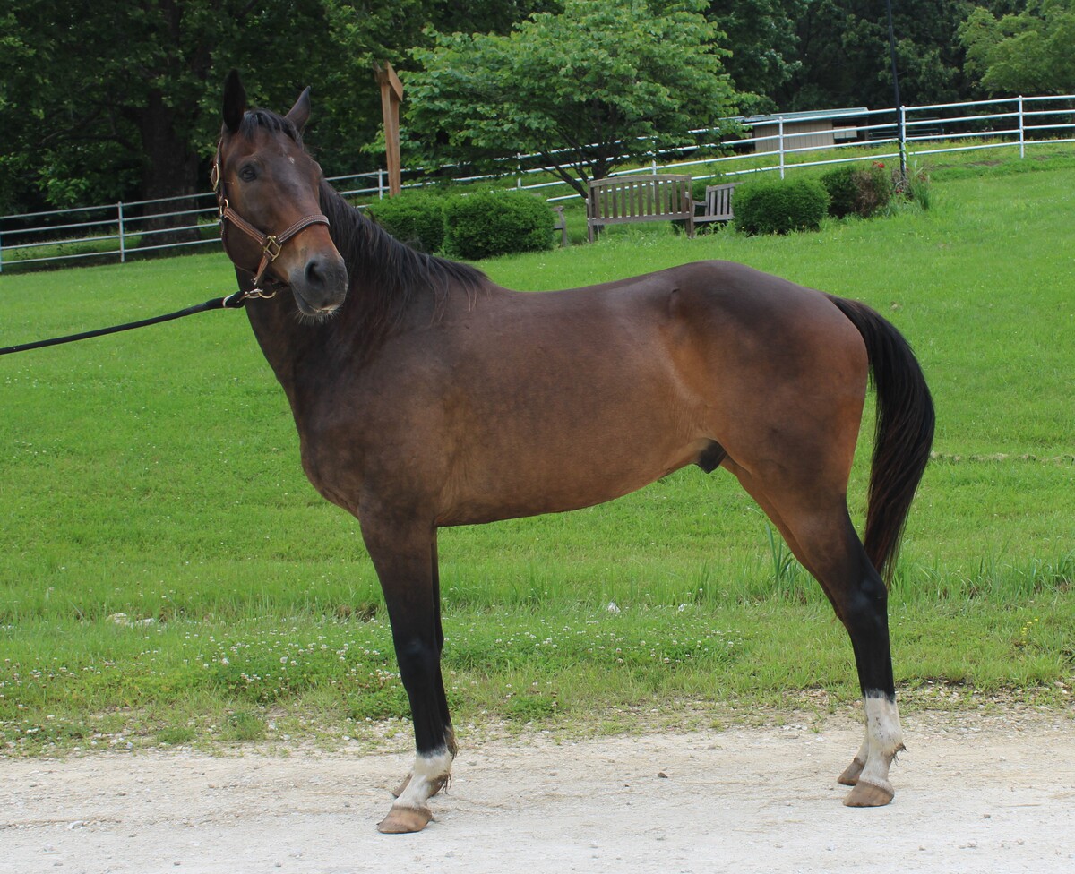 Major, 17yo American Quarter Horse gelding, 16.0hh