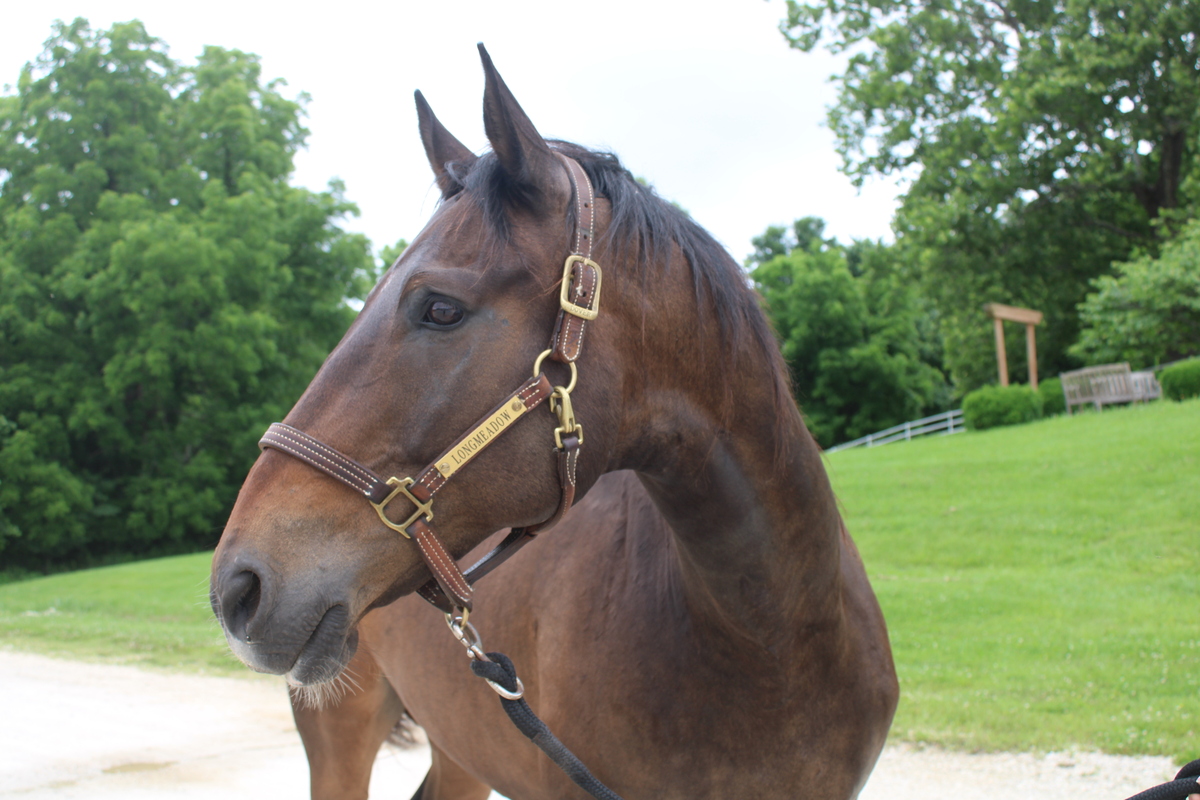 Major, 17yo American Quarter Horse gelding, 16.0hh