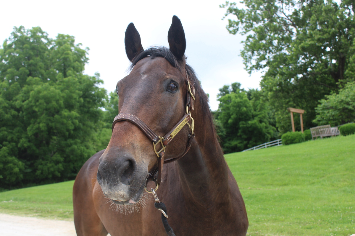 Major, 17yo American Quarter Horse gelding, 16.0hh