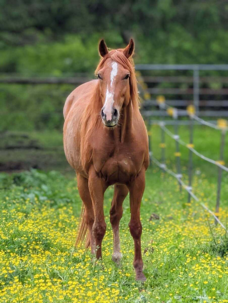 Tori, 9yo Thoroughbred mare, 16.0hh