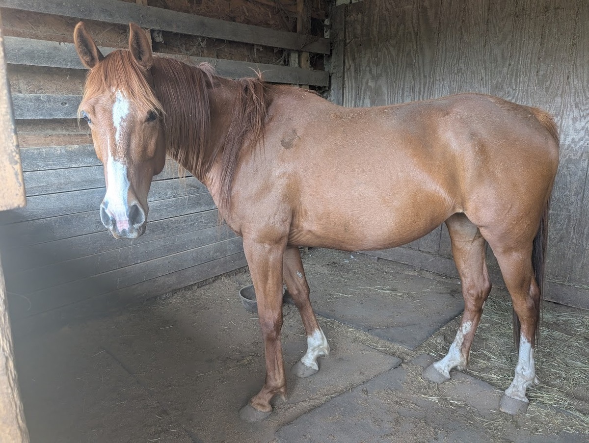 Tori, 9yo Thoroughbred mare, 16.0hh