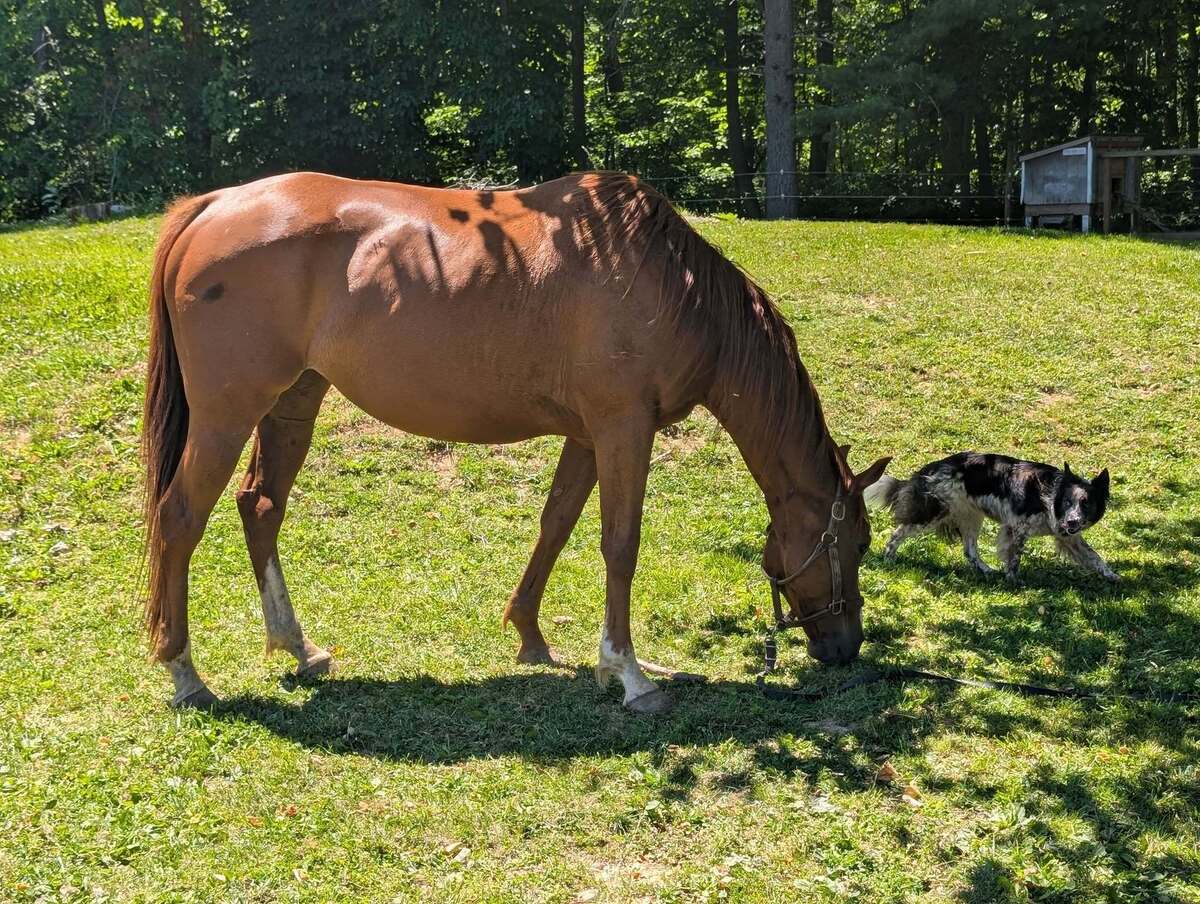 Tori, 9yo Thoroughbred mare, 16.0hh