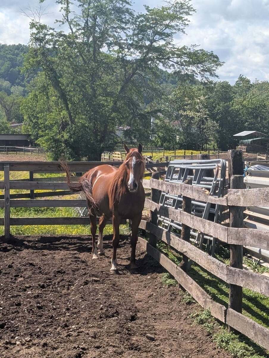 Tori, 9yo Thoroughbred mare, 16.0hh