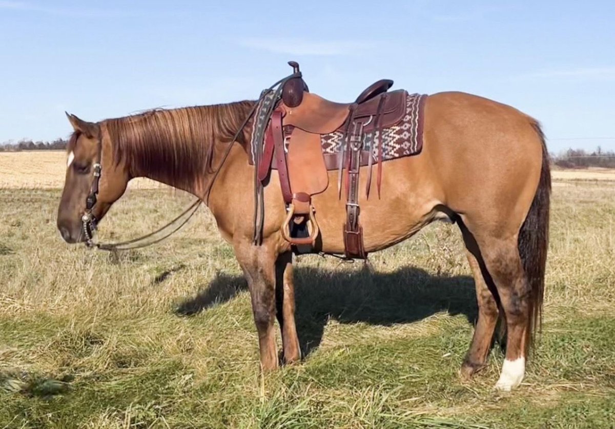 American Quarter Horse, 15yo American Quarter Horse gelding
