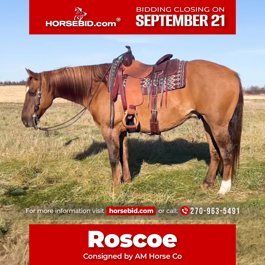 American Quarter Horse, 15yo American Quarter Horse gelding