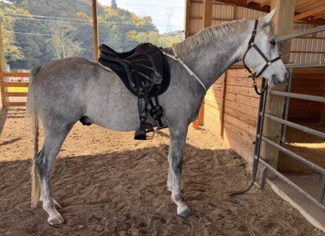 Phoenix Flight (Phoenix), 4yo Arabian gelding, 15.2hh
