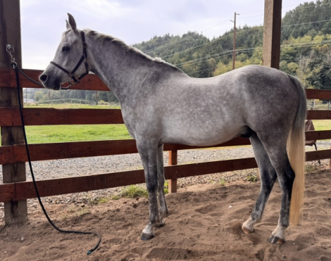 Phoenix Flight (Phoenix), 4yo Arabian gelding, 15.2hh