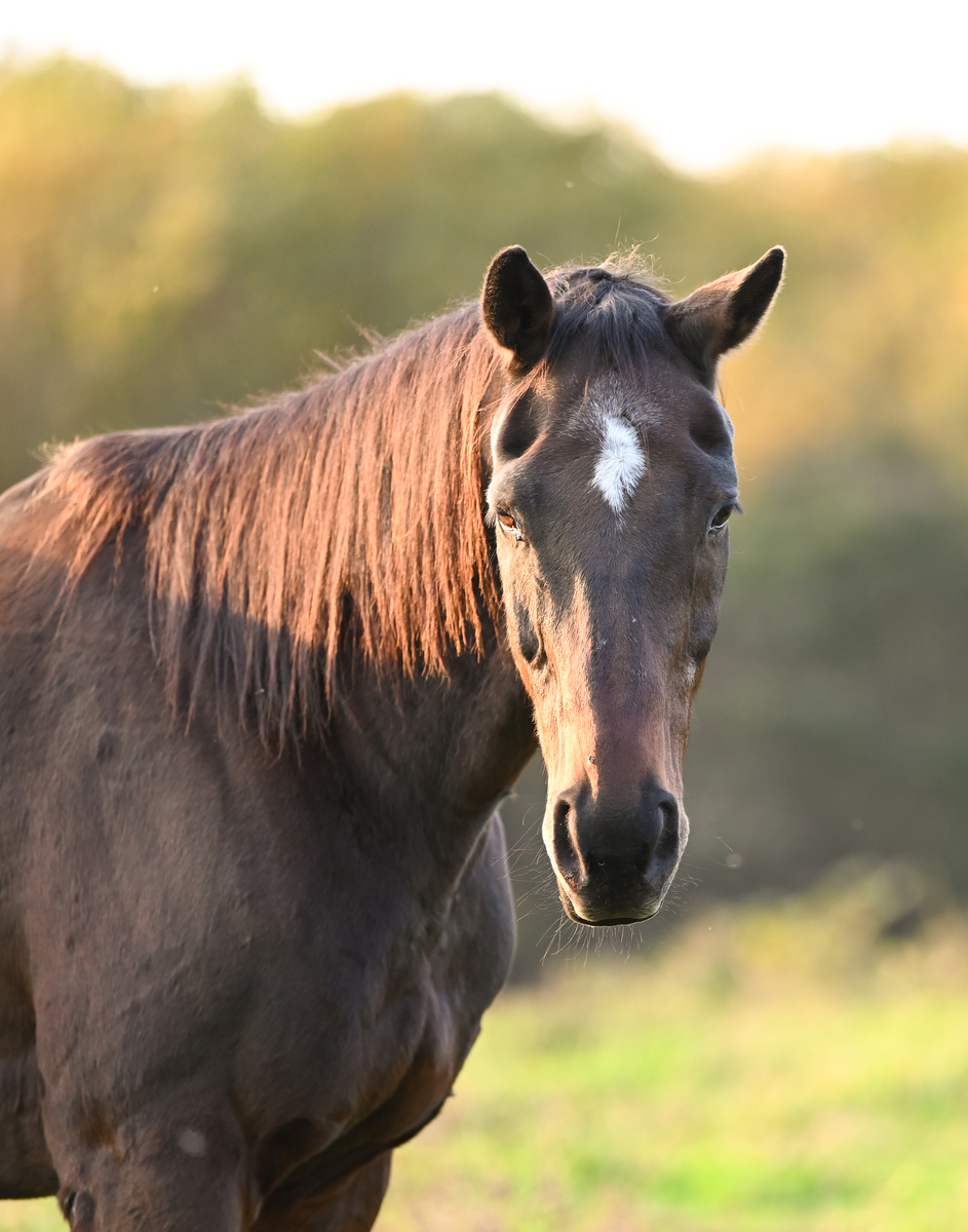 Windsor, 30yo Thoroughbred gelding, 16.1hh