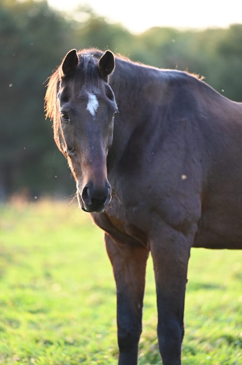 Windsor, 30yo Thoroughbred gelding, 16.1hh