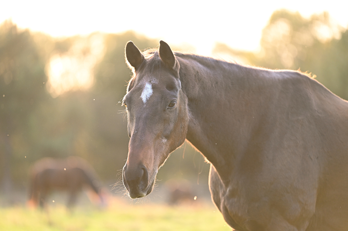 Windsor, 30yo Thoroughbred gelding, 16.1hh