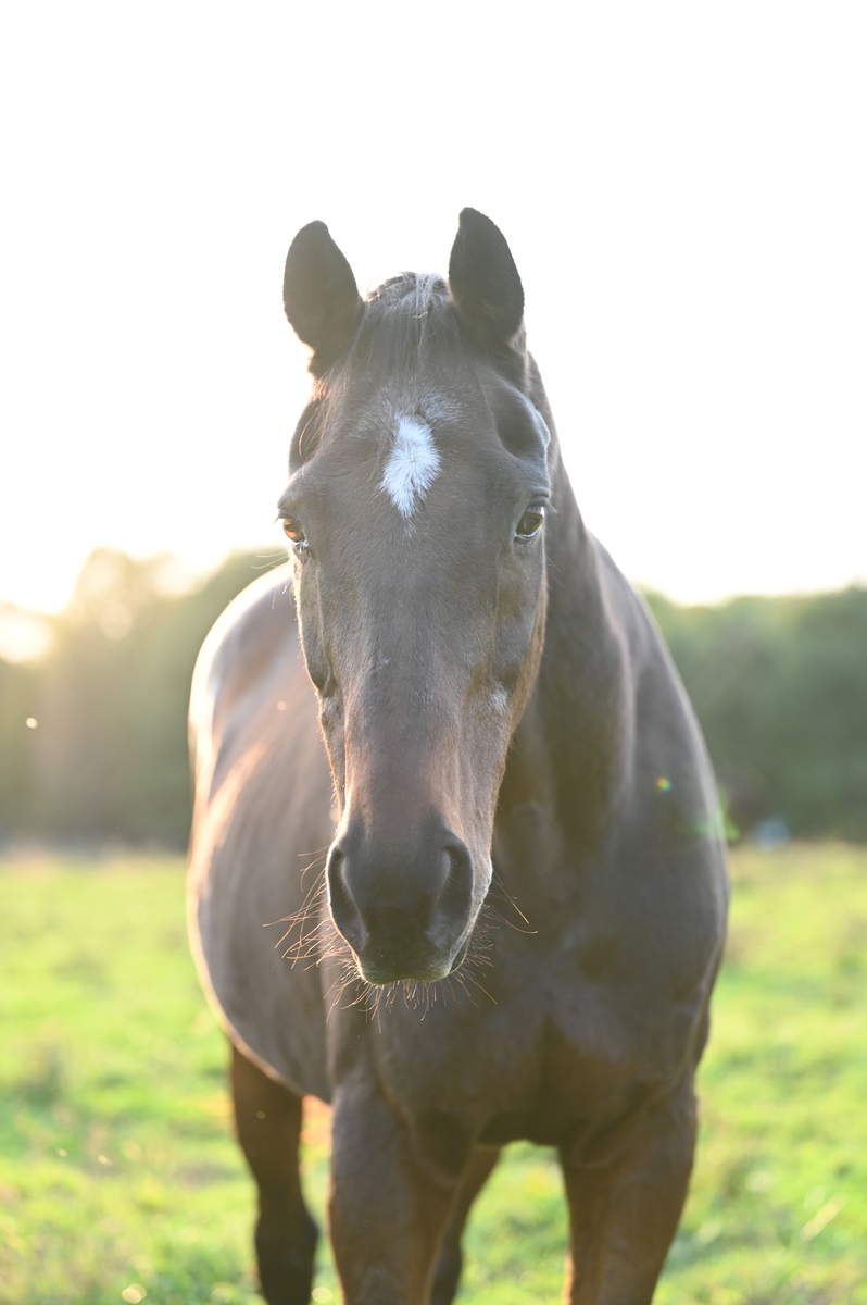 Windsor, 30yo Thoroughbred gelding, 16.1hh