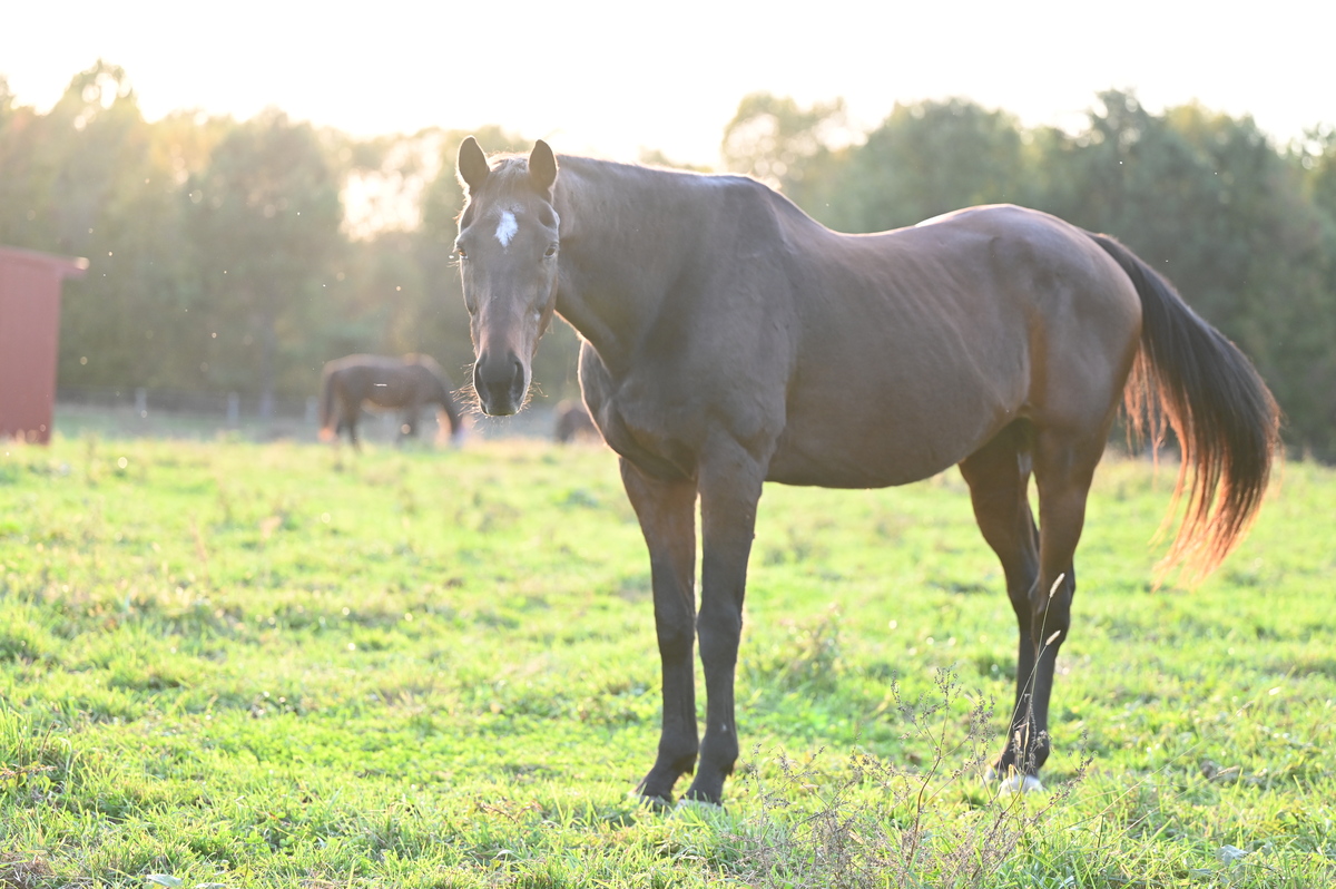 Windsor, 30yo Thoroughbred gelding, 16.1hh