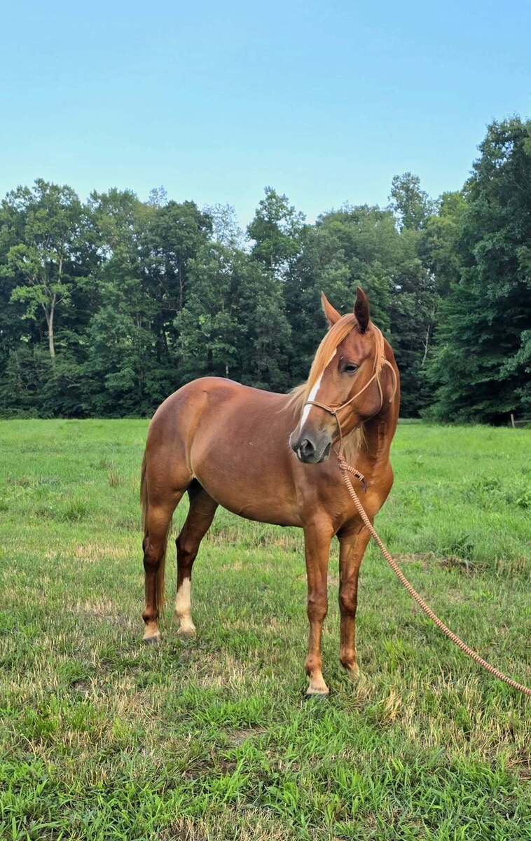 Aniyah, 6yo Mustang mare, 14.2hh