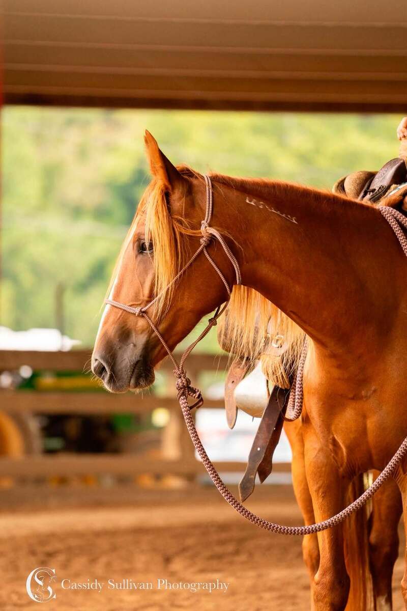 Aniyah, 6yo Mustang mare, 14.2hh