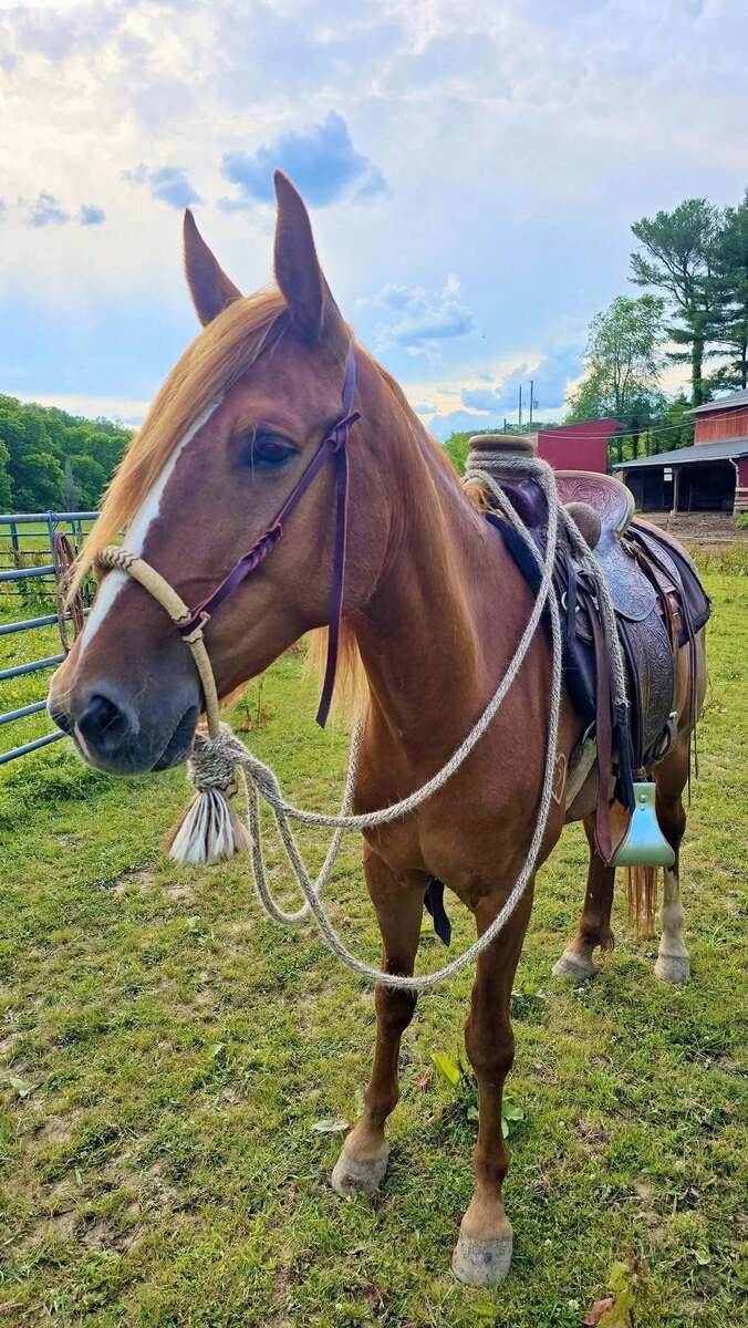 Aniyah, 6yo Mustang mare, 14.2hh