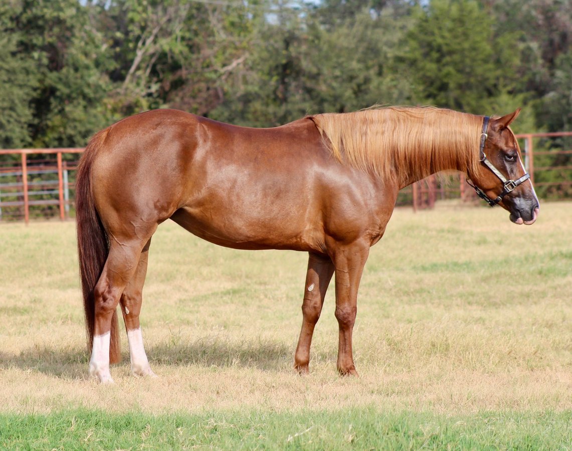 American Quarter Horse, 3yo American Quarter Horse mare