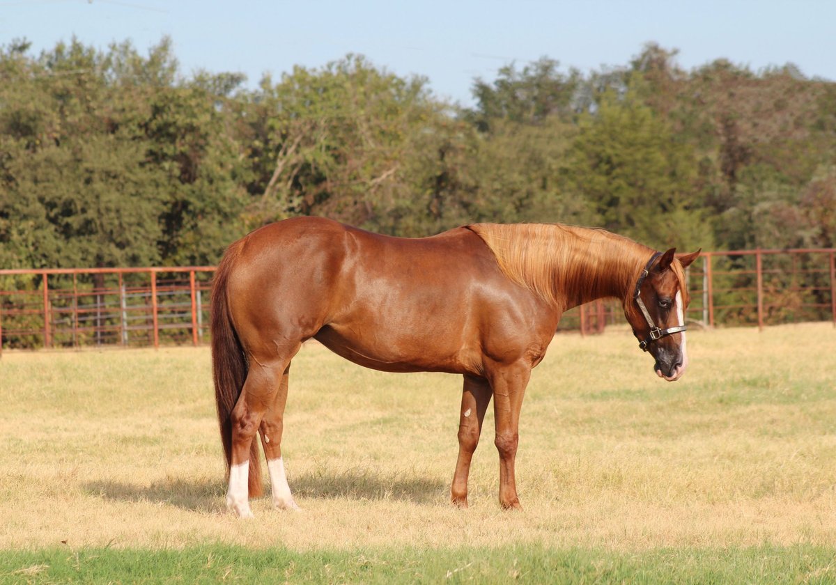 American Quarter Horse, 3yo American Quarter Horse mare