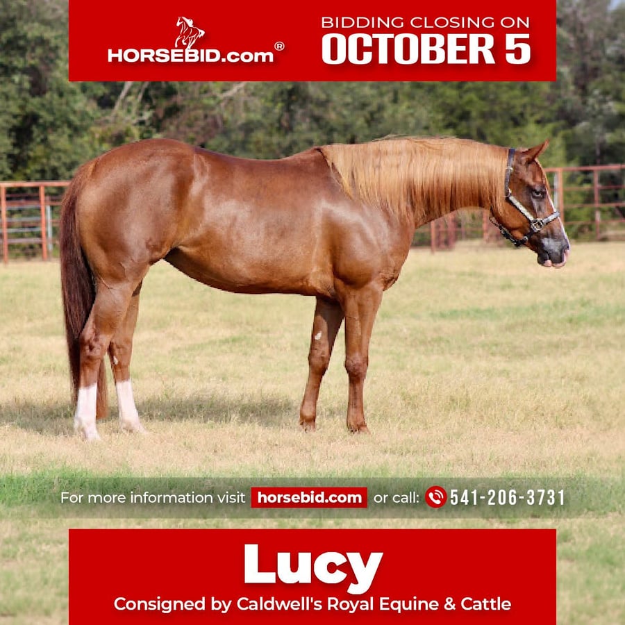 American Quarter Horse, 3yo American Quarter Horse mare
