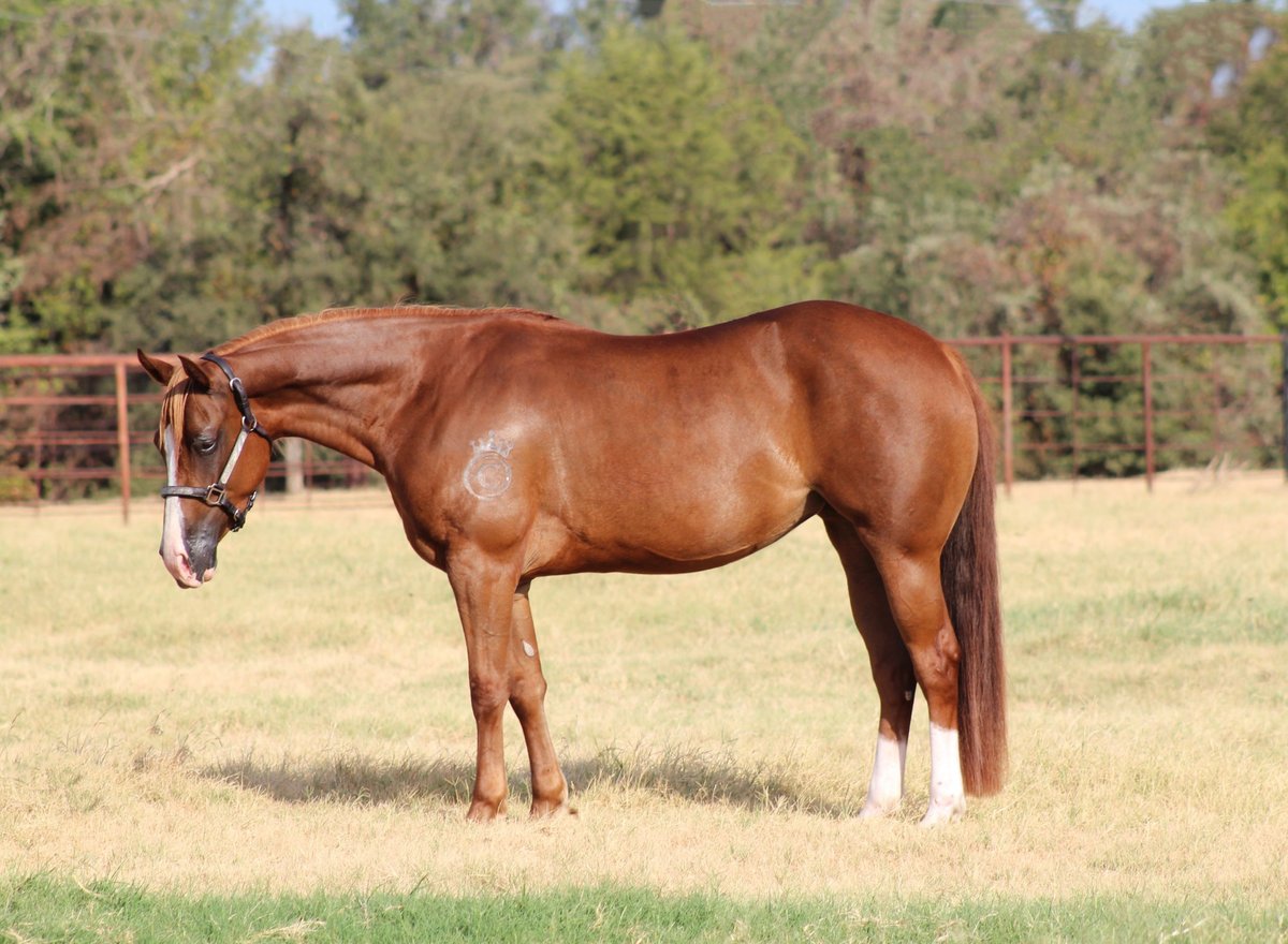 American Quarter Horse, 3yo American Quarter Horse mare