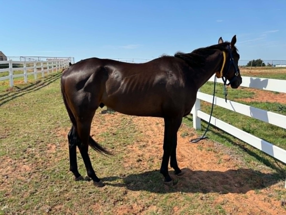 Beyond Grateful, 3yo Thoroughbred gelding, 16.2hh