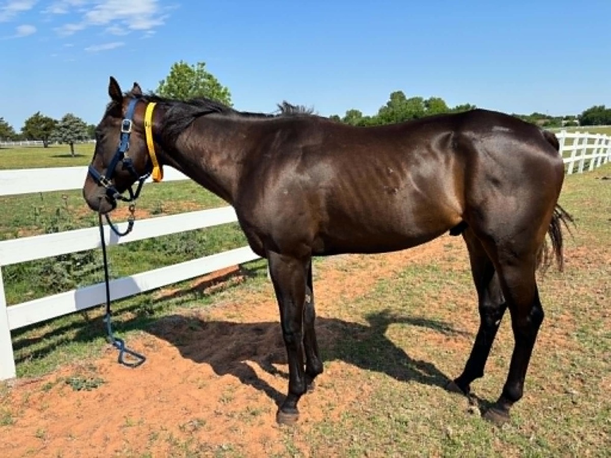 Beyond Grateful, 3yo Thoroughbred gelding, 16.2hh