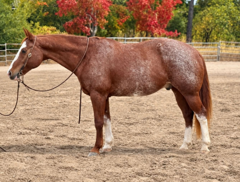 ROCKY, 14yo APHA Paint gelding, 15.3hh