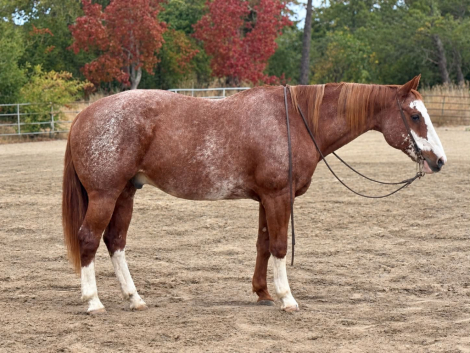 ROCKY, 14yo APHA Paint gelding, 15.3hh
