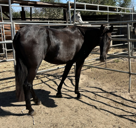 Gitana CCCLXXXV (Gitana), 4yo Andalusian mare, 15.3hh