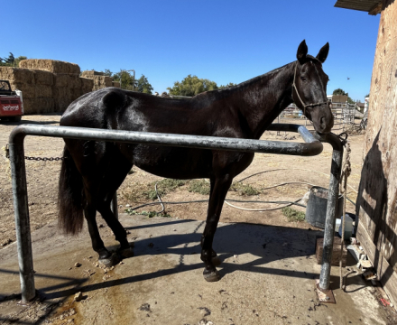 Gitana CCCLXXXV (Gitana), 4yo Andalusian mare, 15.3hh