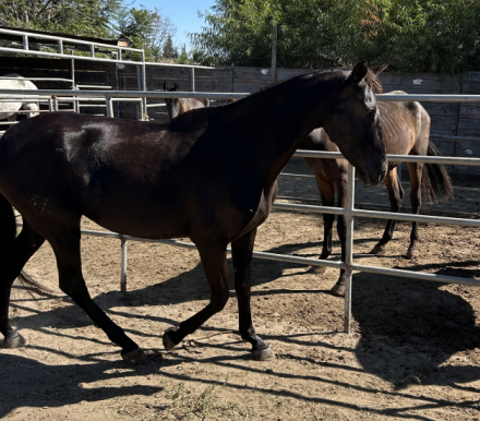 Gitana CCCLXXXV (Gitana), 4yo Andalusian mare, 15.3hh