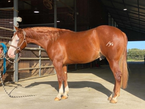 HES NOT YOURS (CRYPTO), 2yo AQHA Quarter Horse gelding, 13.3hh